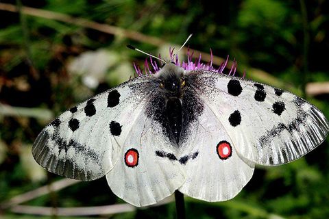 Apollon (Parnassius apollo)