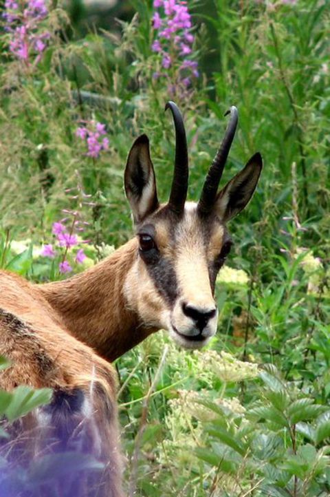 Chamois