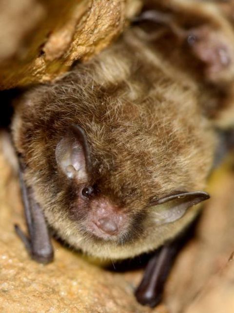 Murin de Daubenton_P. GIOSA_Chauve-Souris Auvergne-20455441.jpg