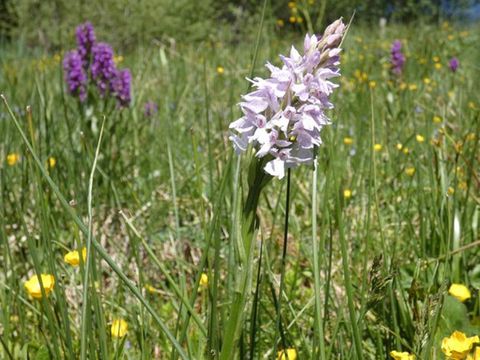 Plantes et usages-20627411.jpg