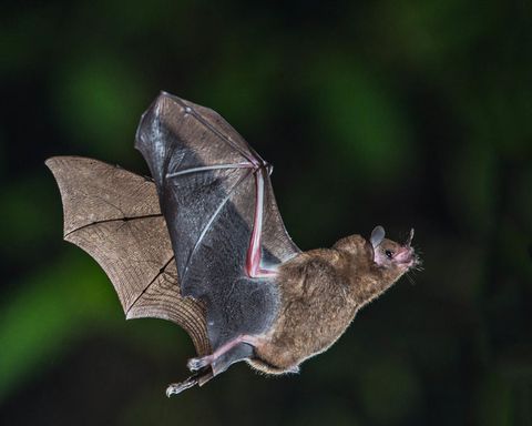 chauve-souris-16179994.jpg