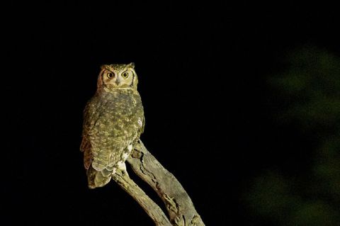 owl-1180732_960_720[1]2-5523020.jpg