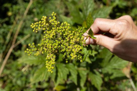 plantes sauvages Combegrasse-20789069.jpg