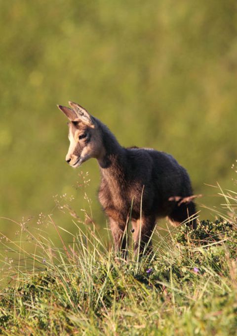 wa-Chamois-17360558.jpg