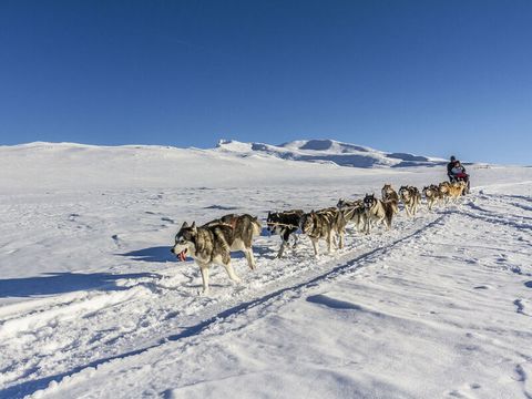 wa-Randogs - 1-20-8964885.jpg