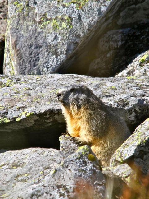 wa-sortie_marmottes-18489256.jpg