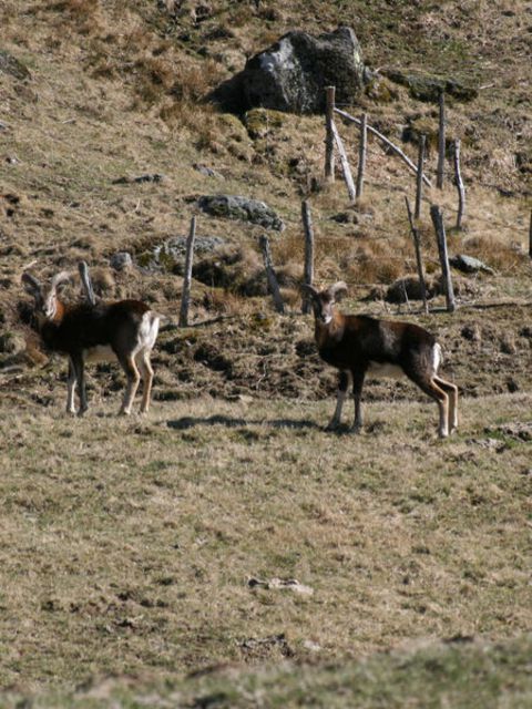 wa-sortie_mouflons-10334467.jpg