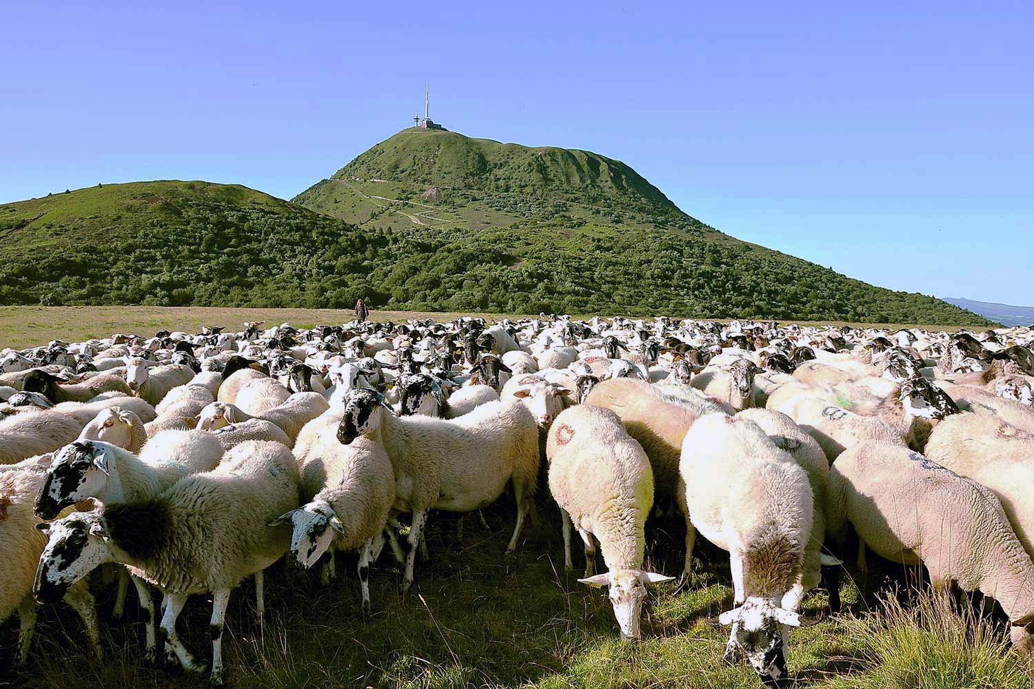 Berger et son troupeau au pied du puy de Dôme Berger et son troupeau au pied du puy de Dôme de nos jours